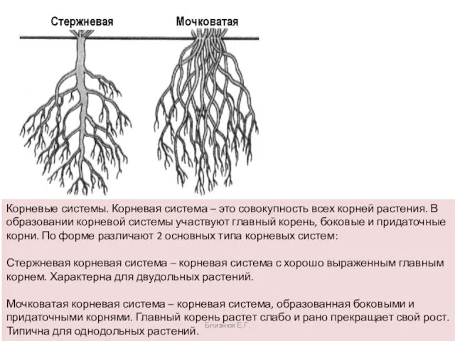 Корневые системы. Корневая система – это совокупность всех корней растения.