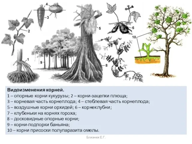 Видоизменения корней. ​1 – опорные корни кукурузы; 2 – корни-зацепки