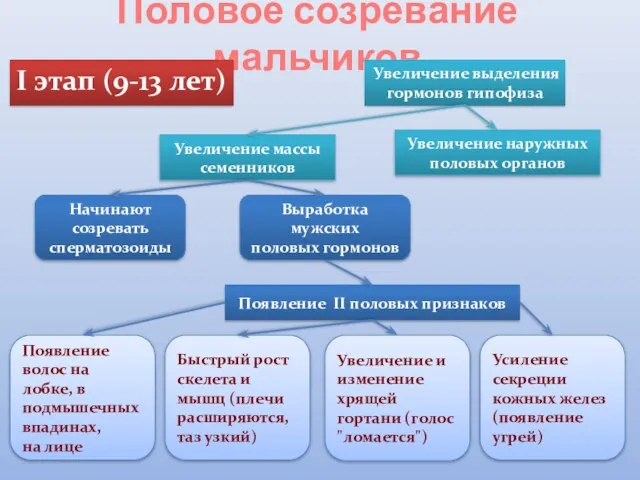 Половое созревание мальчиков I этап (9-13 лет) Увеличение выделения гормонов