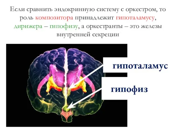 Если сравнить эндокринную систему с оркестром, то роль композитора принадлежит