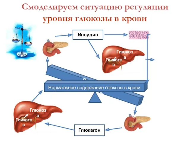 Дисбаланс Дисбаланс Смоделируем ситуацию регуляции уровня глюкозы в крови Нормальное содержание глюкозы в крови Глюкагон Инсулин