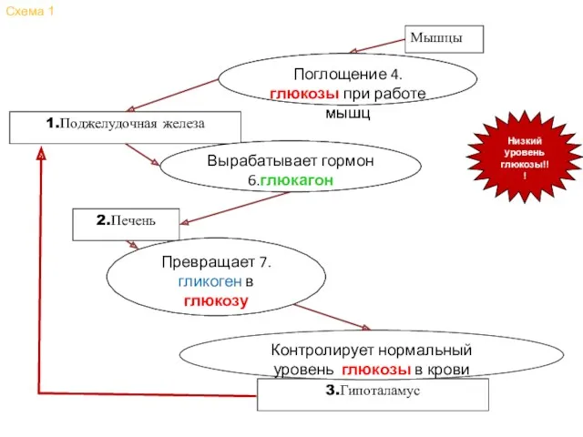 Мышцы Поглощение 4.________ при работе мышц 1.Поджелудочная железа Вырабатывает гормон