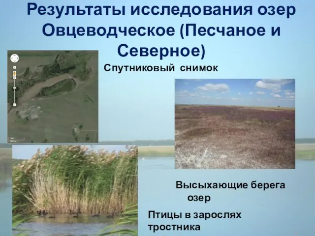 Результаты исследования озер Овцеводческое (Песчаное и Северное) Высыхающие берега озер Спутниковый снимок Птицы в зарослях тростника