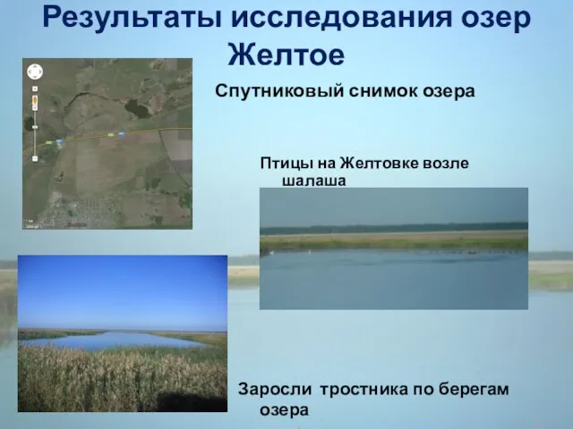 Результаты исследования озер Желтое Заросли тростника по берегам озера Птицы
