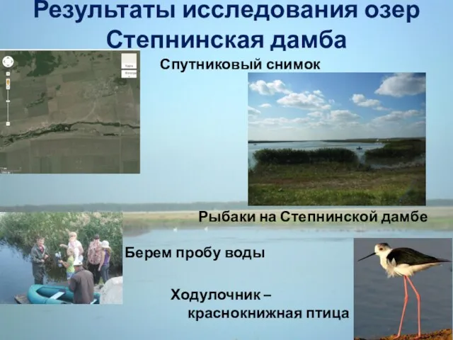 Результаты исследования озер Степнинская дамба Ходулочник – краснокнижная птица Спутниковый