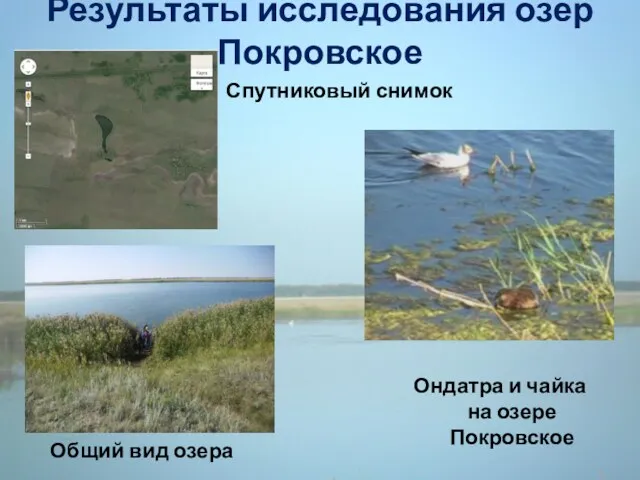Результаты исследования озер Покровское Спутниковый снимок Ондатра и чайка на озере Покровское Общий вид озера