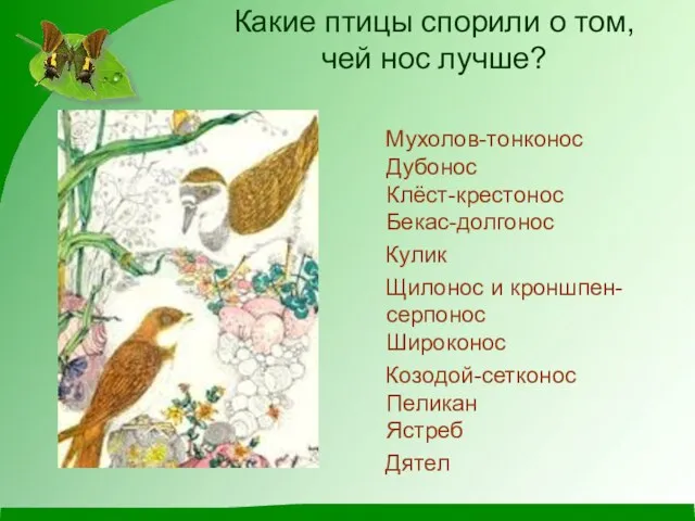 Какие птицы спорили о том, чей нос лучше? Мухолов-тонконос Дубонос