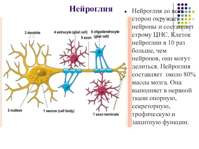 Нейроглия Нейроглия со всех сторон окружает нейроны и составляет строму