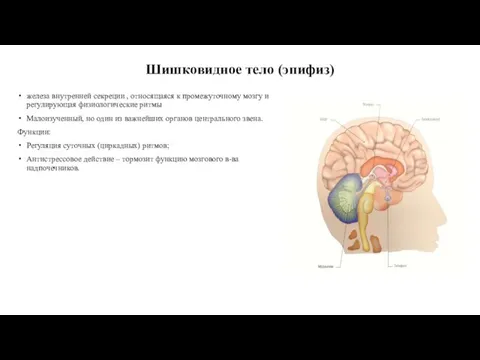 Шишковидное тело (эпифиз) железа внутренней секреции , относящаяся к промежуточному мозгу и регулирующая