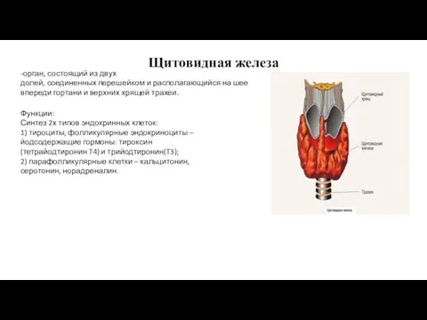 Щитовидная железа -орган, состоящий из двух долей, соединенных перешейком и располагающийся на шее