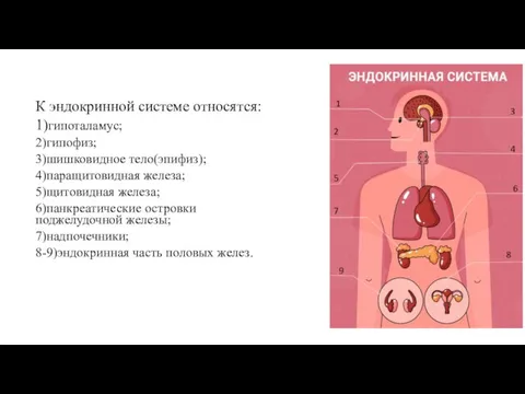 К эндокринной системе относятся: 1)гипоталамус; 2)гипофиз; 3)шишковидное тело(эпифиз); 4)паращитовидная железа; 5)щитовидная железа; 6)панкреатические