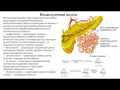 Поджелудочная железа Внутрисекреторныйи отдел поджелудочной железы представлен островками Лангерганса, расположенными