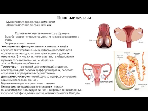 Половые железы Половые железы выполняют две функции: Вырабатывают половые гормоны,