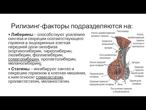 Рилизинг-факторы подразделяются на: • Либерины – способствуют усилению синтеза и секреции соответствующего гормона