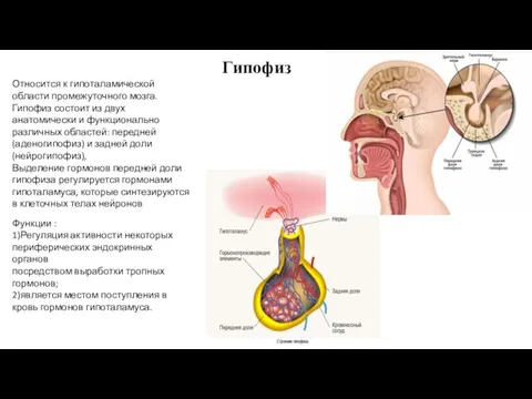 Гипофиз Относится к гипоталамической области промежуточного мозга. Гипофиз состоит из двух анатомически и