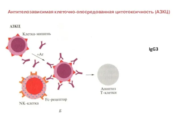 Антителозависимая клеточно-опосредованная цитотоксичность (АЗКЦ) IgG3