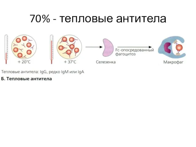 70% - тепловые антитела