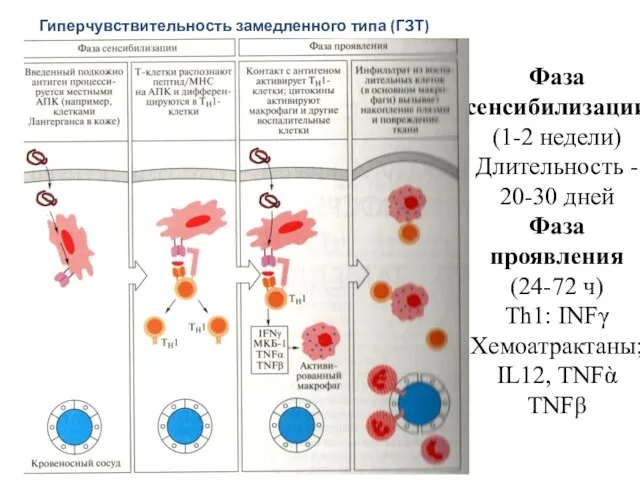 Фаза сенсибилизации (1-2 недели) Длительность - 20-30 дней Фаза проявления