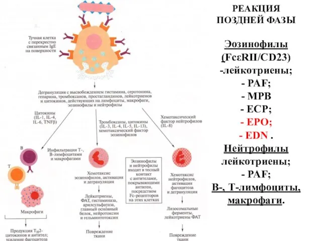 РЕАКЦИЯ ПОЗДНЕЙ ФАЗЫ Эозинофилы (FcεRII/CD23) -лейкотриены; - PAF; - MPB