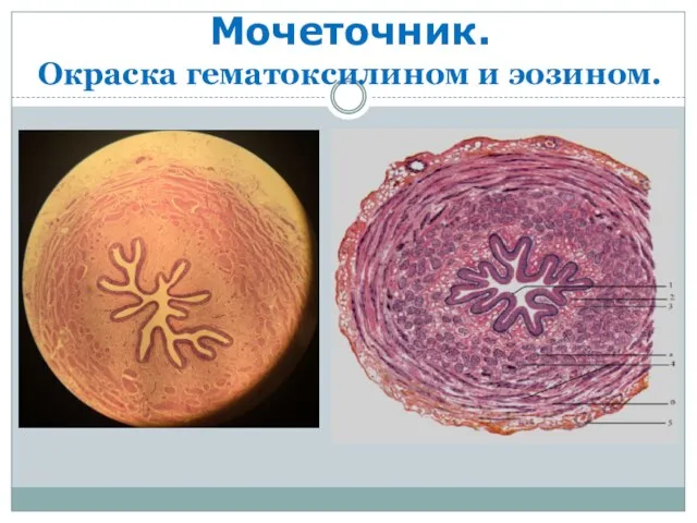 Мочеточник. Окраска гематоксилином и эозином.