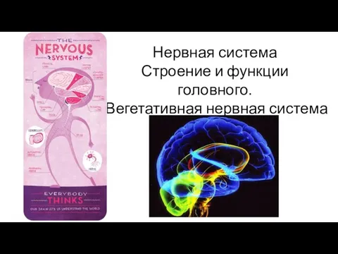 Нервная система. Головной мозг