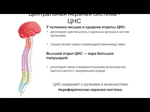 Центральная нервная система - ЦНС У человека низшие и средние отделы ЦНС: регулируют