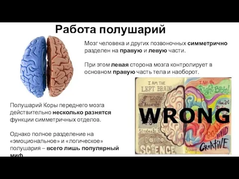 Работа полушарий Мозг человека и других позвоночных симметрично разделен на правую и левую