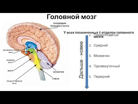 Головной мозг Продолговатый Средний Мозжечок Промежуточный Передний Дальше - новее У всех позвоночных