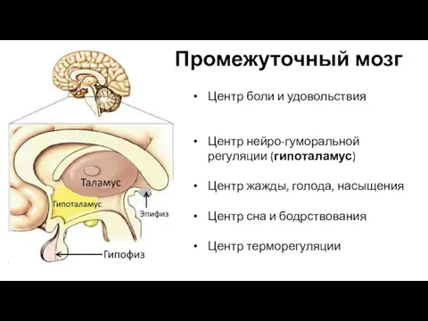 Промежуточный мозг Центр боли и удовольствия Центр нейро-гуморальной регуляции (гипоталамус) Центр жажды, голода,