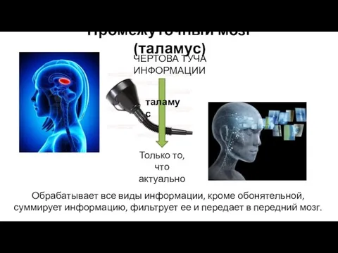 Промежуточный мозг (таламус) Обрабатывает все виды информации, кроме обонятельной, суммирует информацию, фильтрует ее