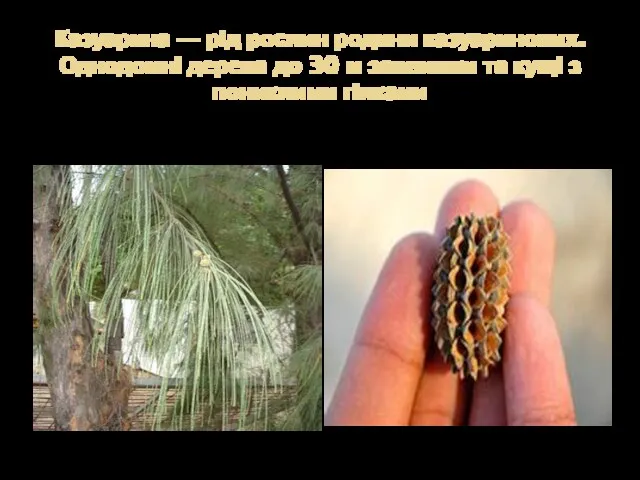 Казуарина — рід рослин родини казуаринових. Однодомні дерева до 30