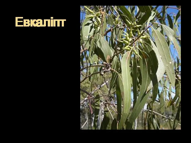 Евкаліпт евкаліпт є різноманітний рід від цвітіння дерев (і кілька