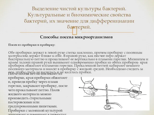 Посев из пробирки в пробирку: Обе пробирки держат в левой