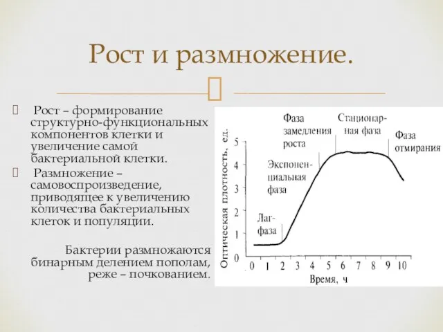 Рост – формирование структурно-функциональных компонентов клетки и увеличение самой бактериальной