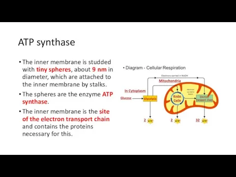 ATP synthase The inner membrane is studded with tiny spheres,