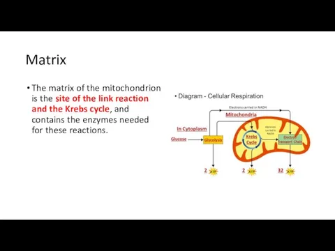Matrix The matrix of the mitochondrion is the site of
