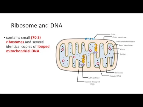 Ribosome and DNA contains small (70 S) ribosomes and several identical copies of looped mitochondrial DNA.