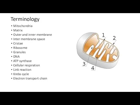 Terminology Mitochondria Matrix Outer and inner membrane Inter membrane space