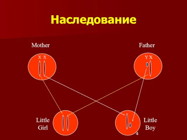 Наследование Mother Father Little Girl Little Boy X X Y X