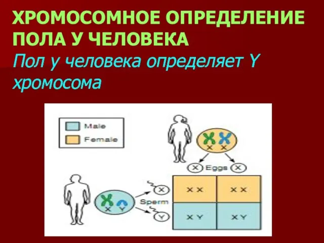 ХРОМОСОМНОЕ ОПРЕДЕЛЕНИЕ ПОЛА У ЧЕЛОВЕКА Пол у человека определяет Y хромосома