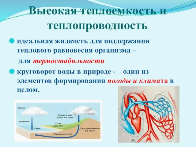 Высокая теплоемкость и теплопроводность идеальная жидкость для поддержания теплового равновесия