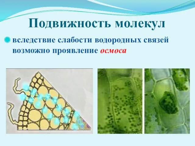 Подвижность молекул вследствие слабости водородных связей возможно проявление осмоса