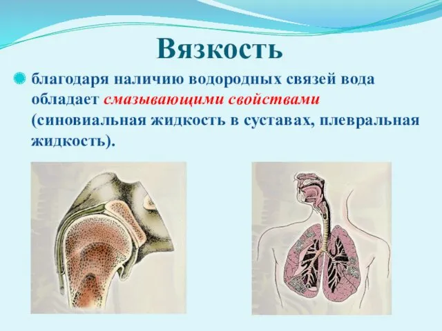 Вязкость благодаря наличию водородных связей вода обладает смазывающими свойствами (синовиальная жидкость в суставах, плевральная жидкость).