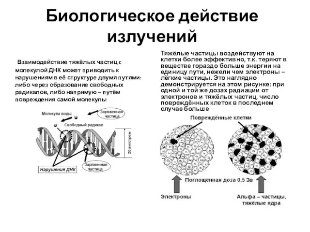 Биологическое действие излучений Взаимодействие тяжёлых частиц c молекулой ДНК может