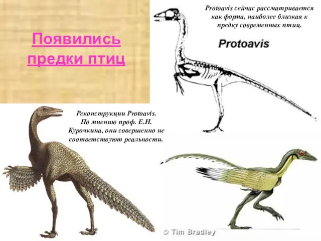 Появились предки птиц Protoavis сейчас рассматривается как форма, наиболее близкая к предку современных