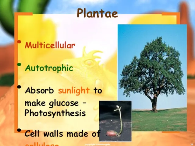 Plantae Multicellular Autotrophic Absorb sunlight to make glucose – Photosynthesis