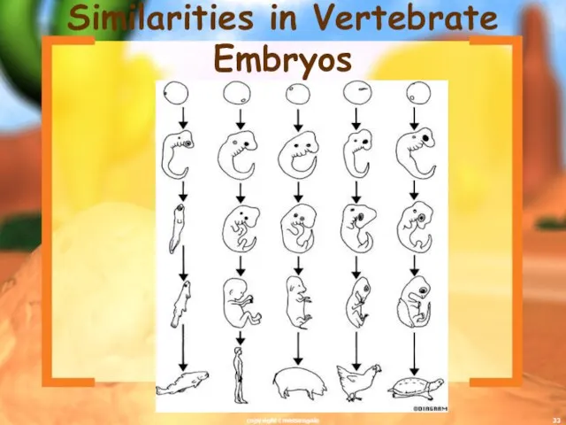 Similarities in Vertebrate Embryos copyright cmassengale