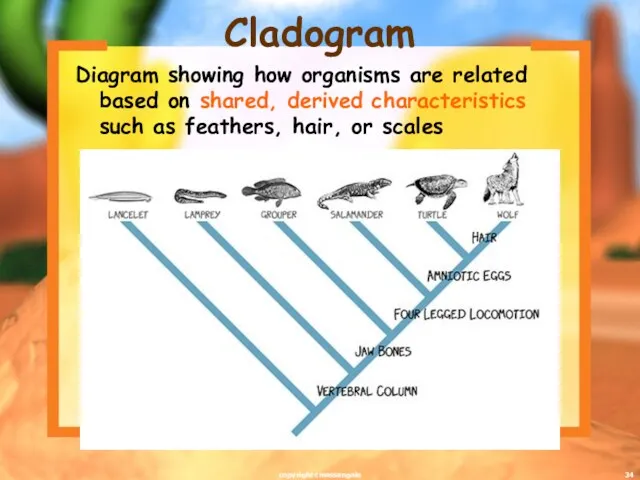 Cladogram Diagram showing how organisms are related based on shared,