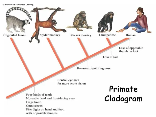 Primate Cladogram copyright cmassengale