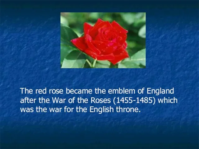 The red rose became the emblem of England after the